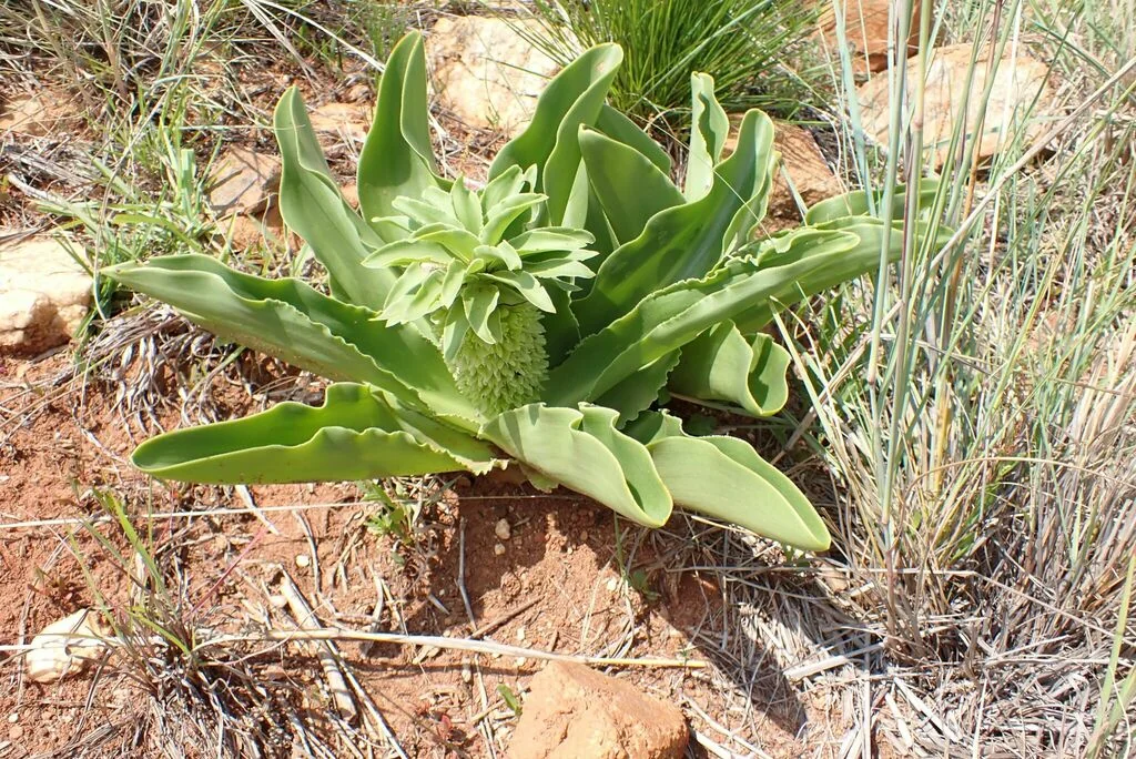 Eucomis Autumnalis
