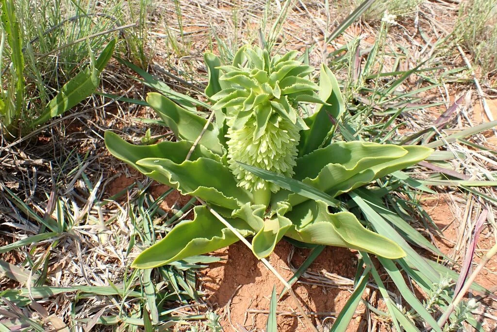 Eucomis Autumnalis