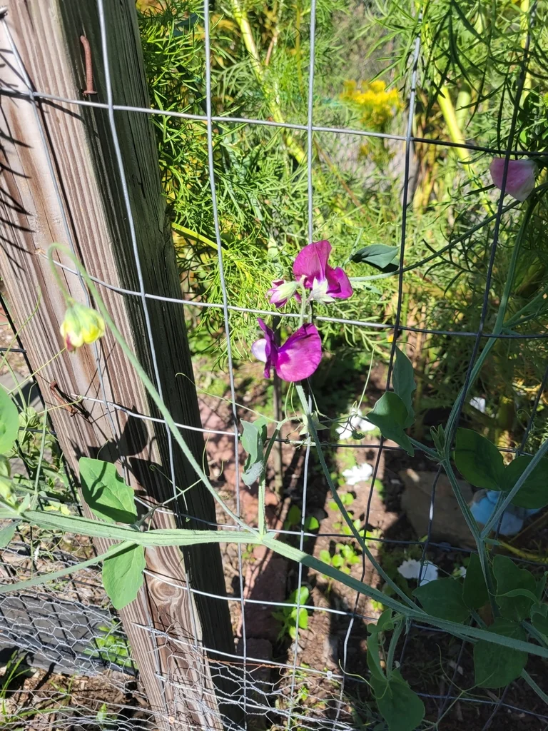 Lathyrus Odoratus