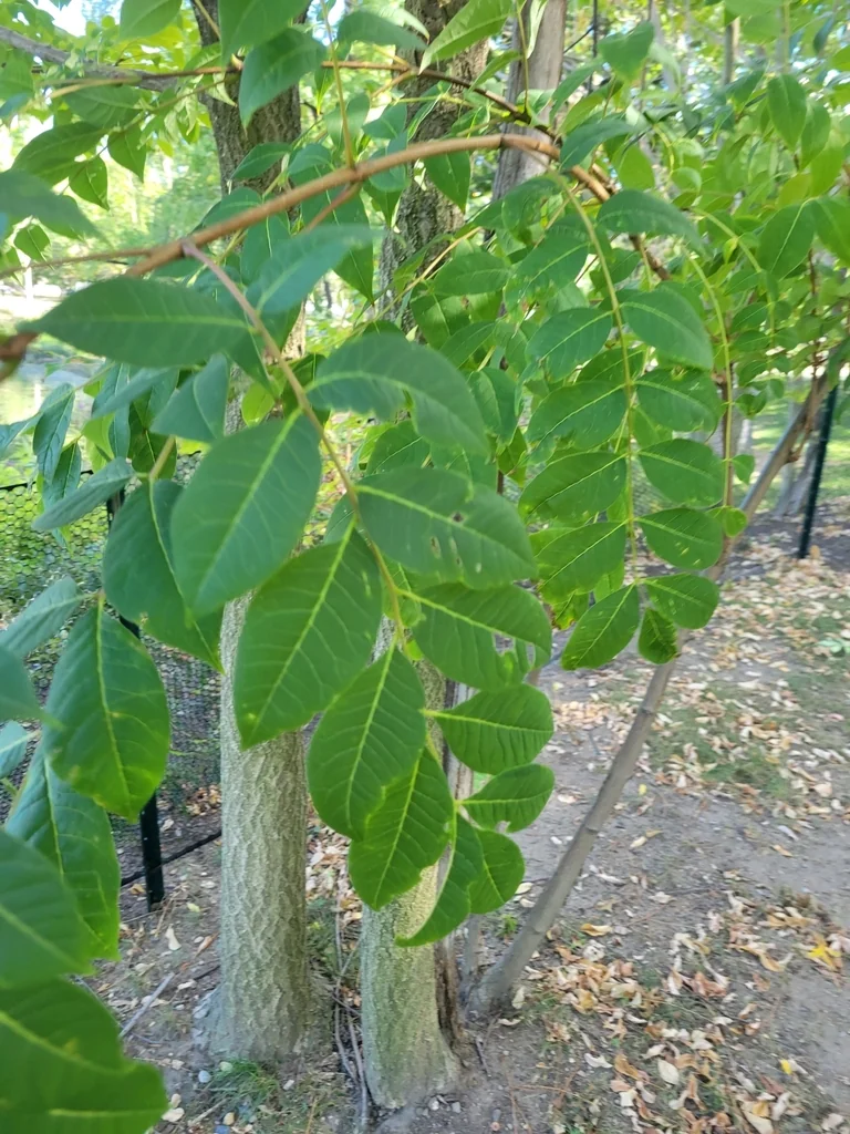 Phellodendron Amurense