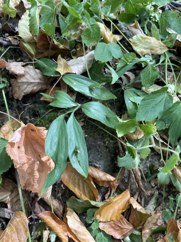 Ruscus Hypoglossum