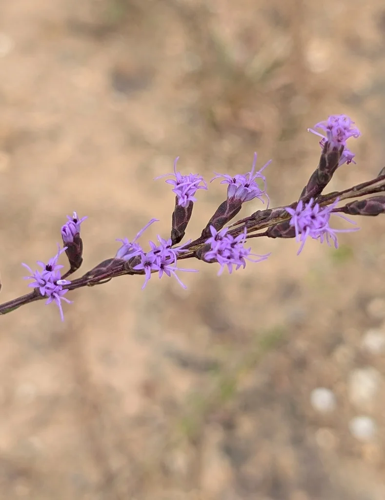 Liatris Microcephala