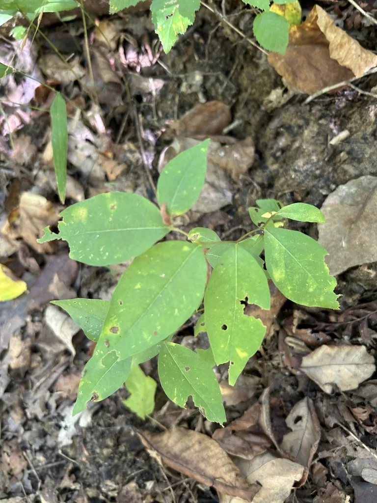Amsonia tabernaemontana
