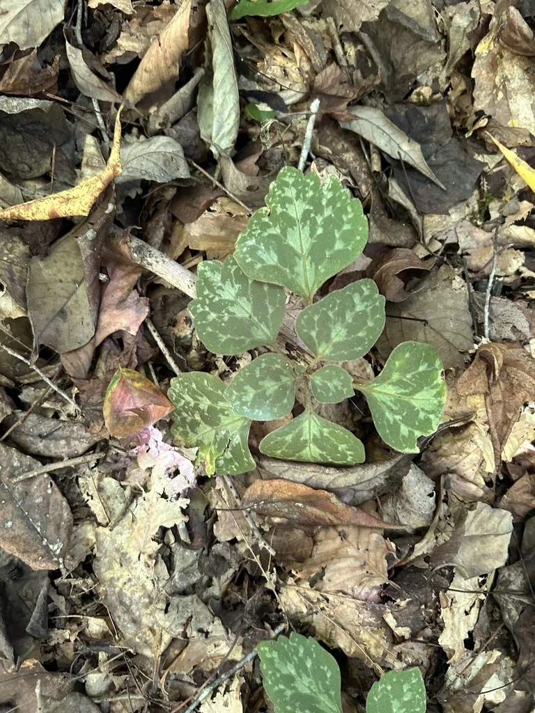 Pachysandra Procumbens