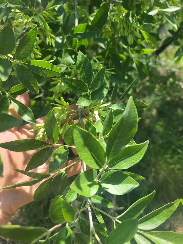 Fraxinus Velutina