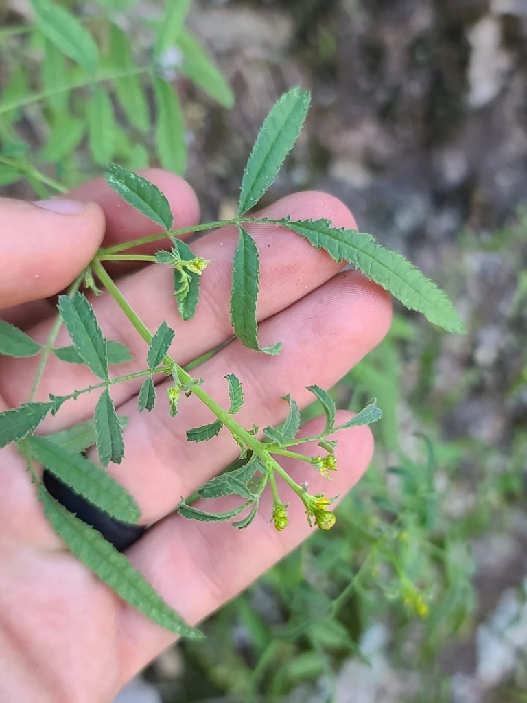 Tagetes Lemmonii