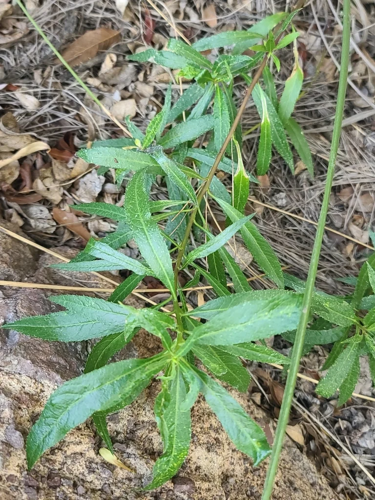 Lobelia Laxiflora