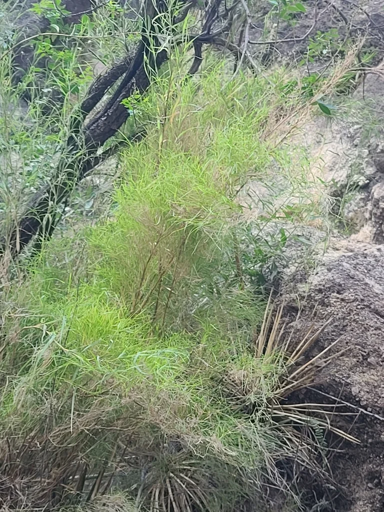 Muhlenbergia Dumosa