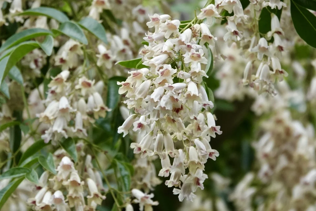 Pandorea Pandorana