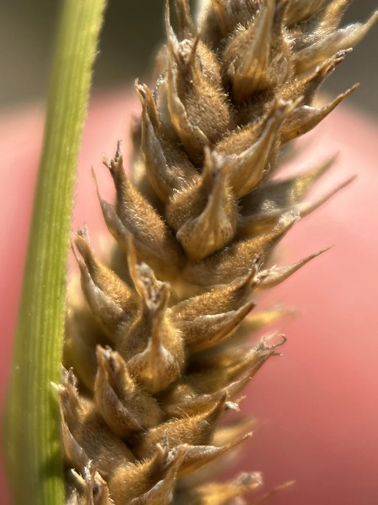 Carex Lasiocarpa