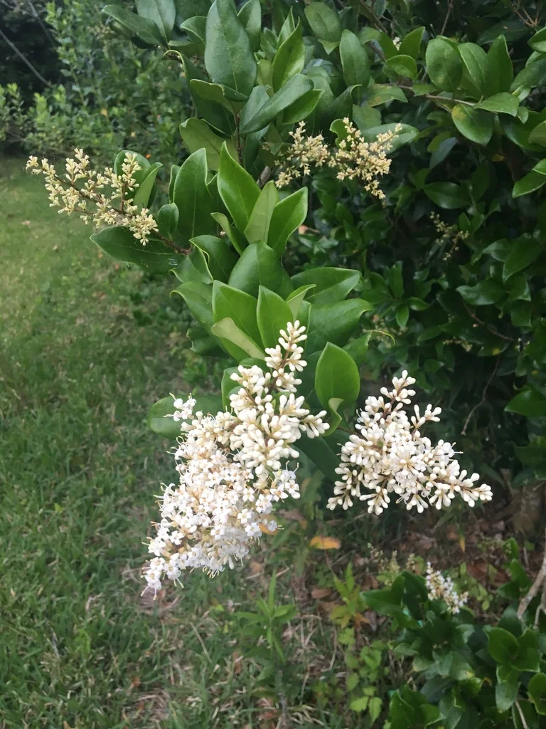 Ligustrum Japonicum
