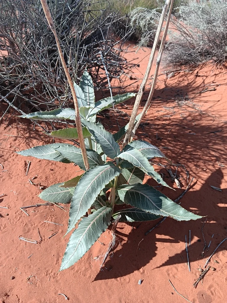 Asclepias Erosa