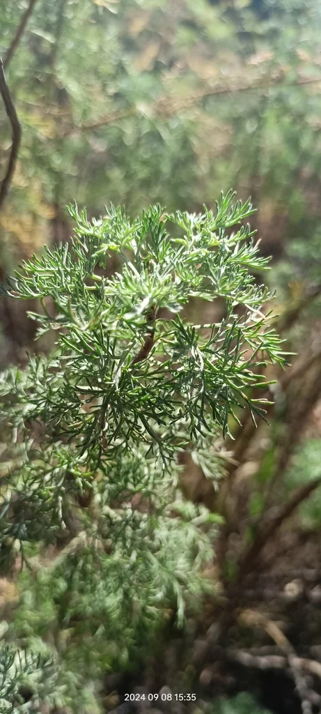 Artemisia Abrotanum