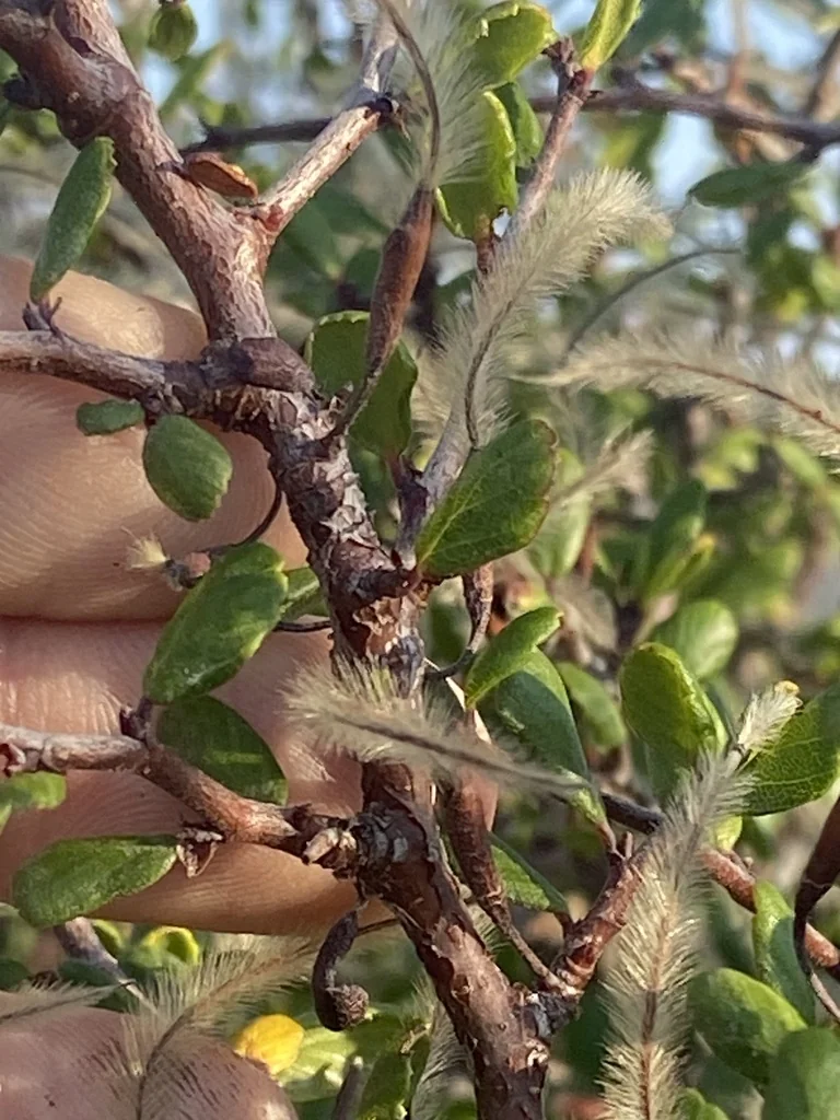 Cercocarpus Minutiflorus