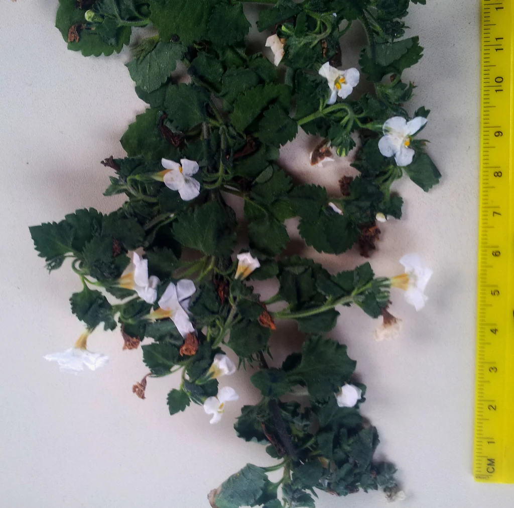 Sutera cordata
