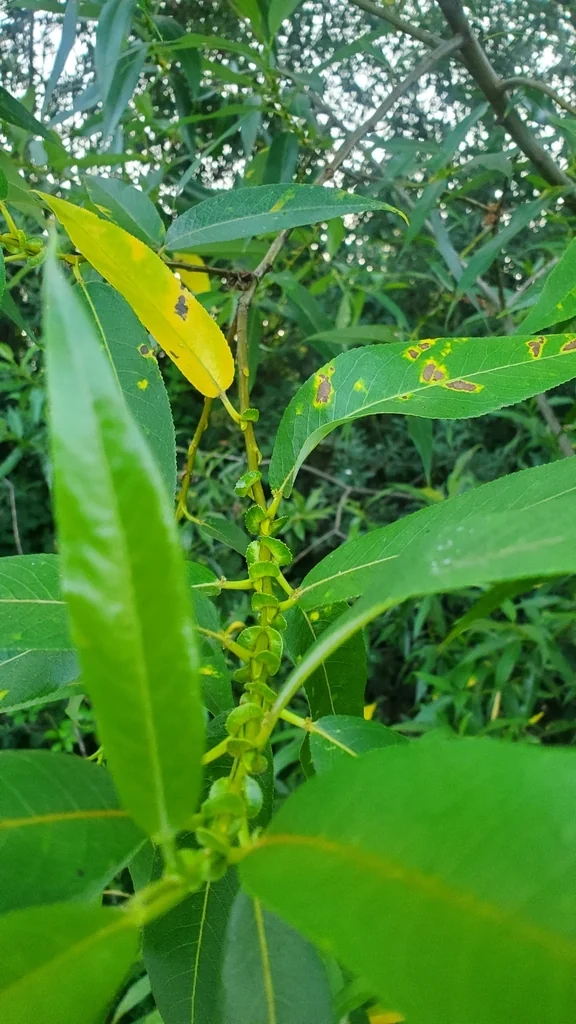 Salix Lucida Ssp. Lasiandra