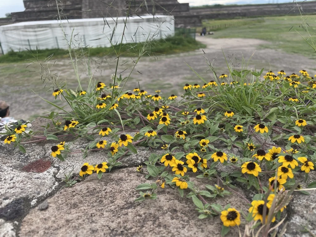 Sanvitalia procumbens
