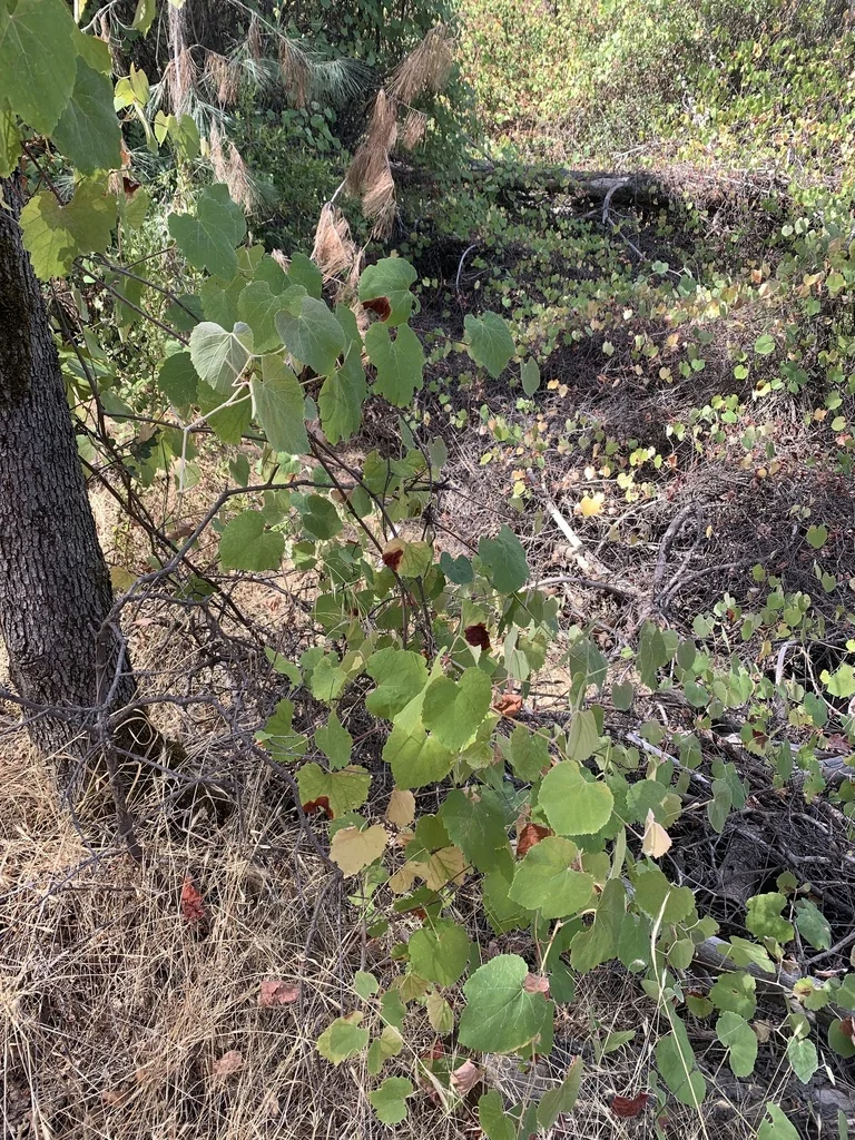 Vitis Californica