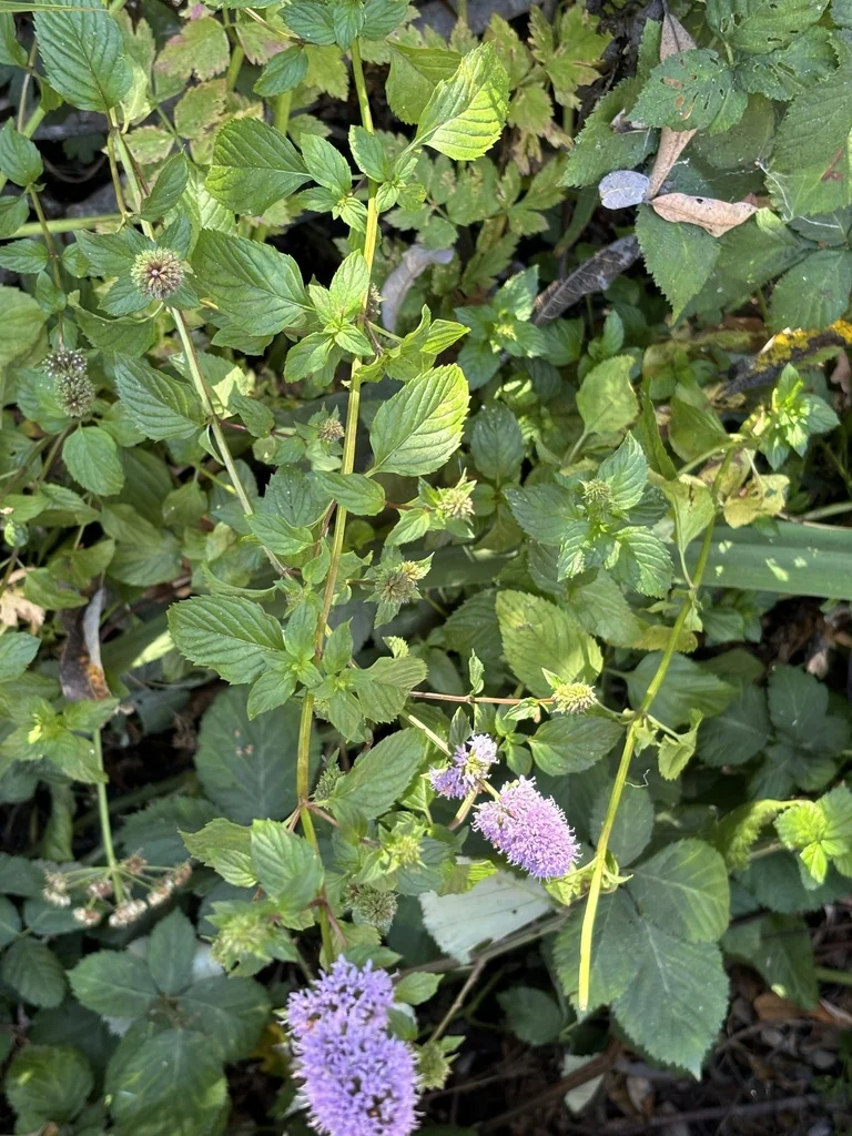 Mentha X Piperita