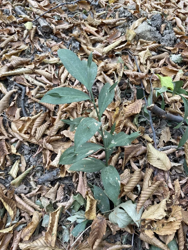 Ruscus Hypoglossum