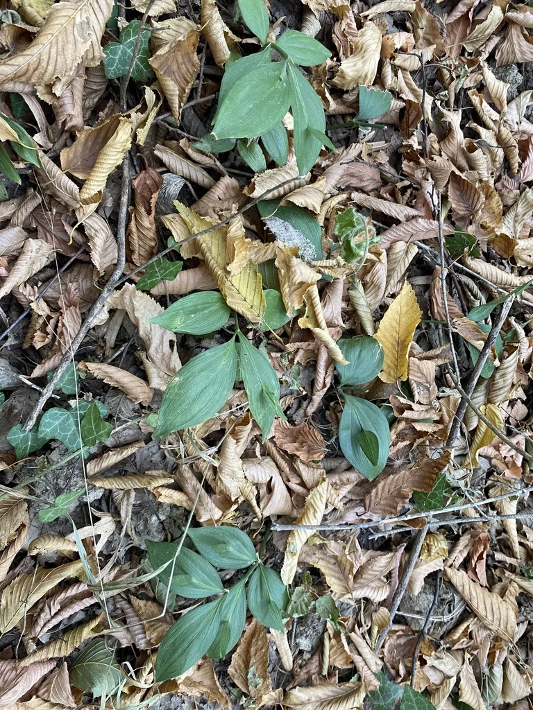 Ruscus Hypoglossum