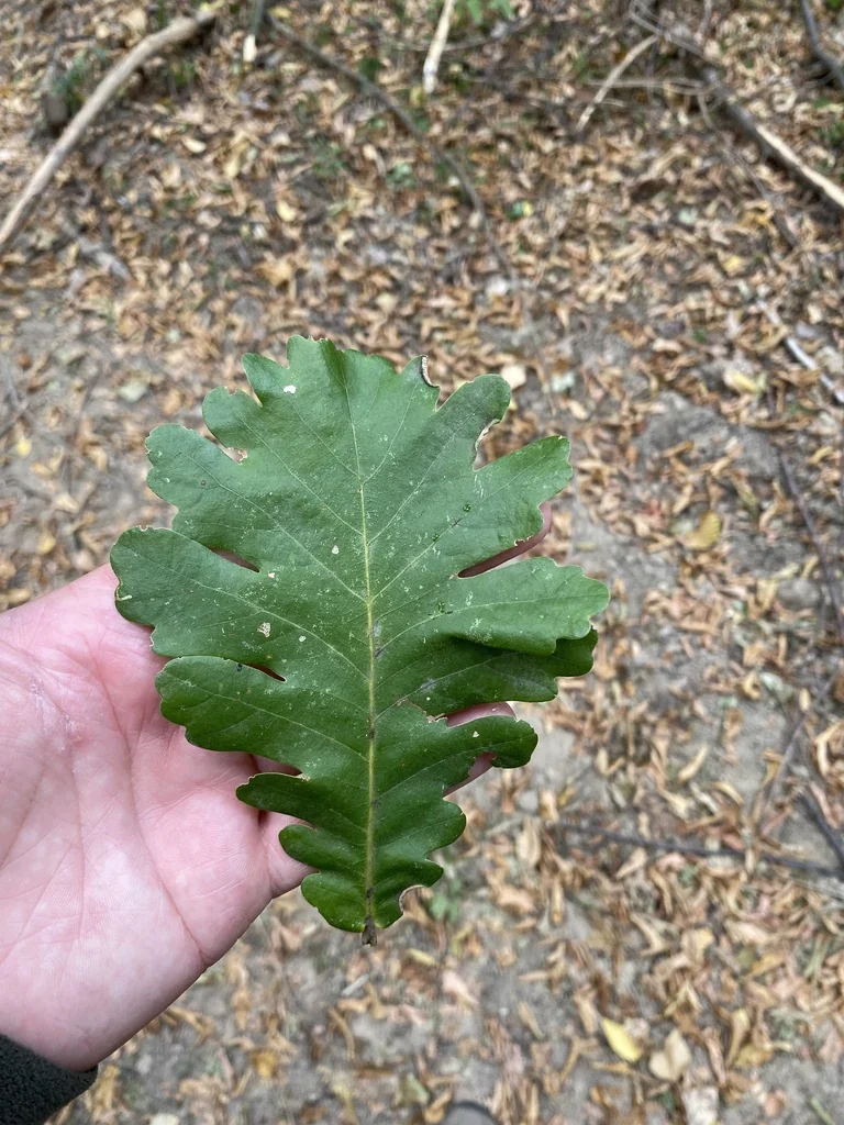 Quercus Frainetto