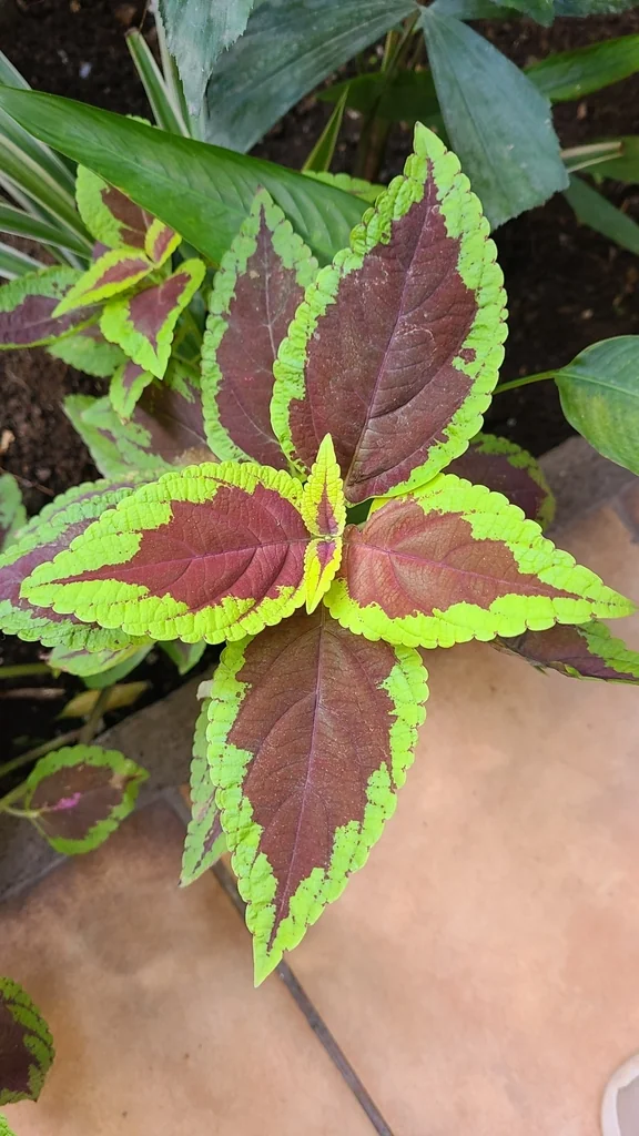 Coleus scutellarioides