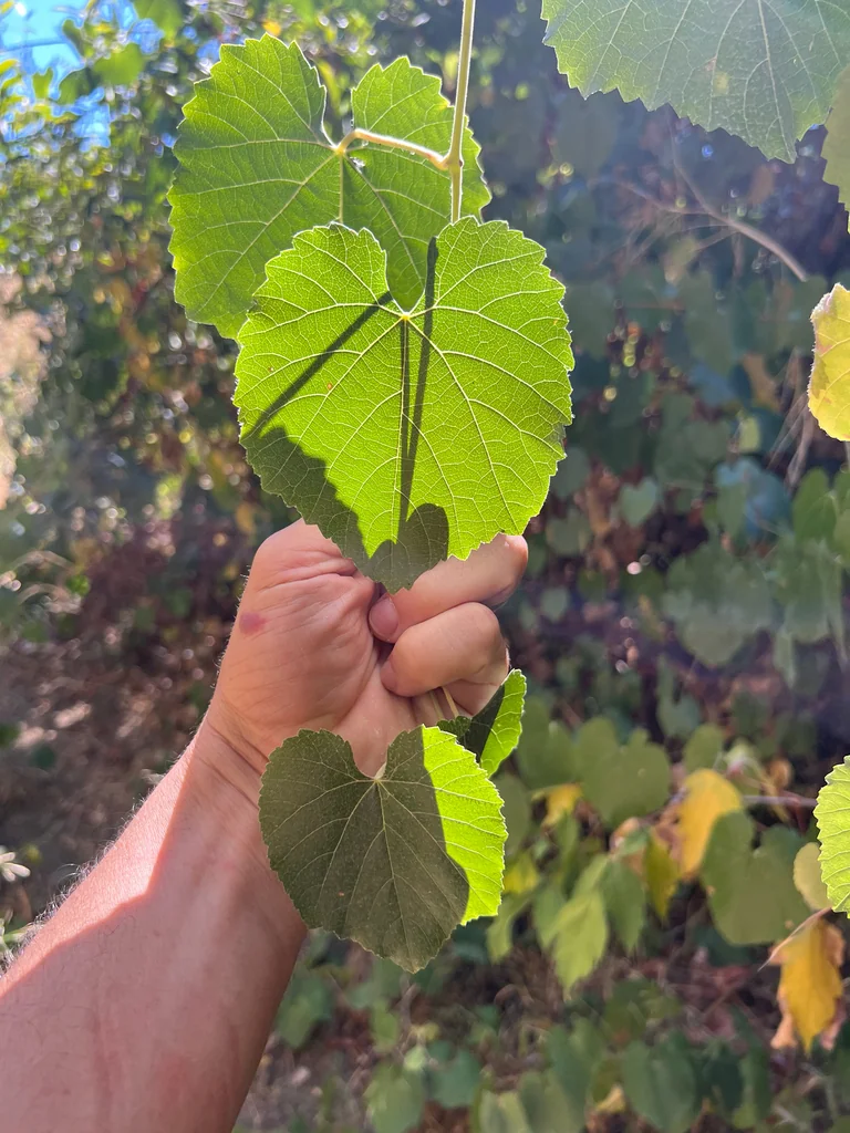 Vitis Californica