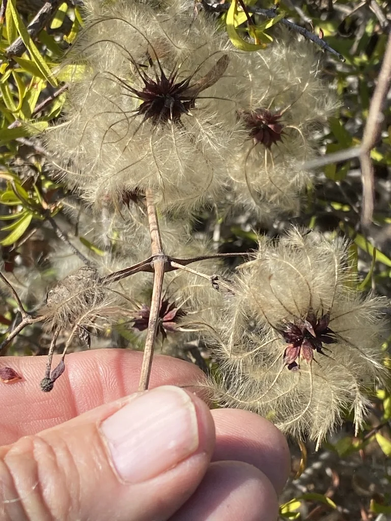 Clematis Pauciflora