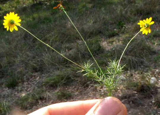 Thymophylla Pentachaeta