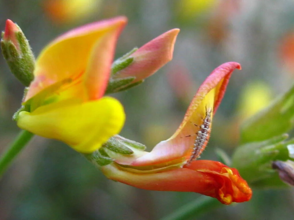 Lotus Rigidus