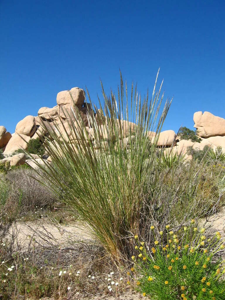 Stipa speciosa