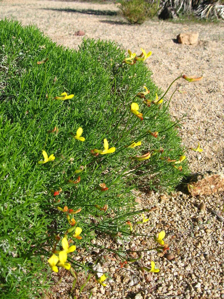 Lotus Rigidus