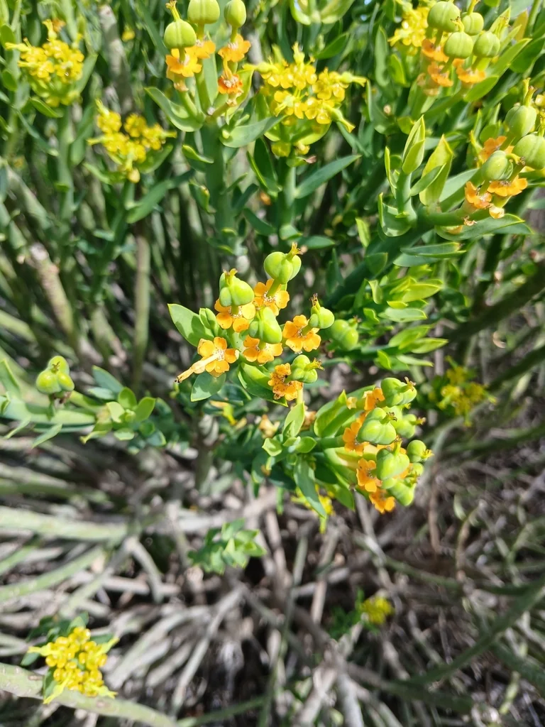 Euphorbia Mauritanica