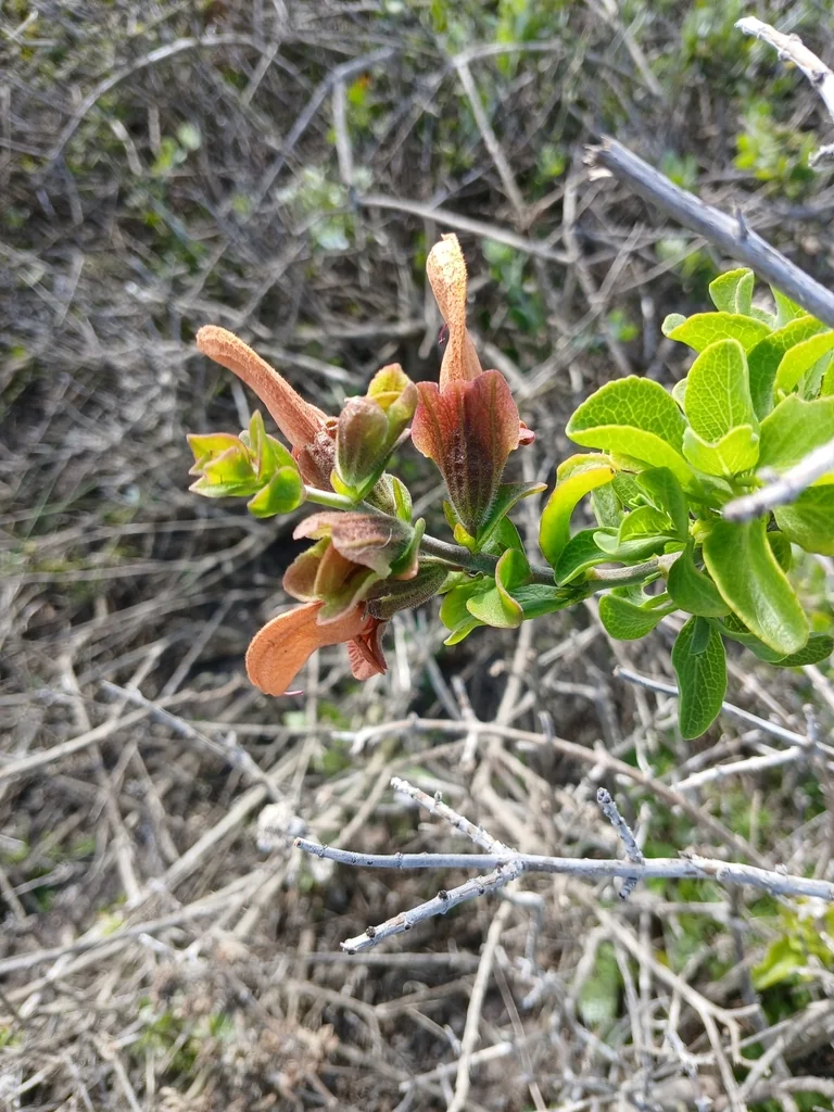 Salvia Africana-Lutea