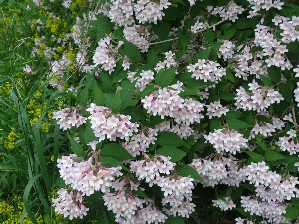 Kolkwitzia Amabilis