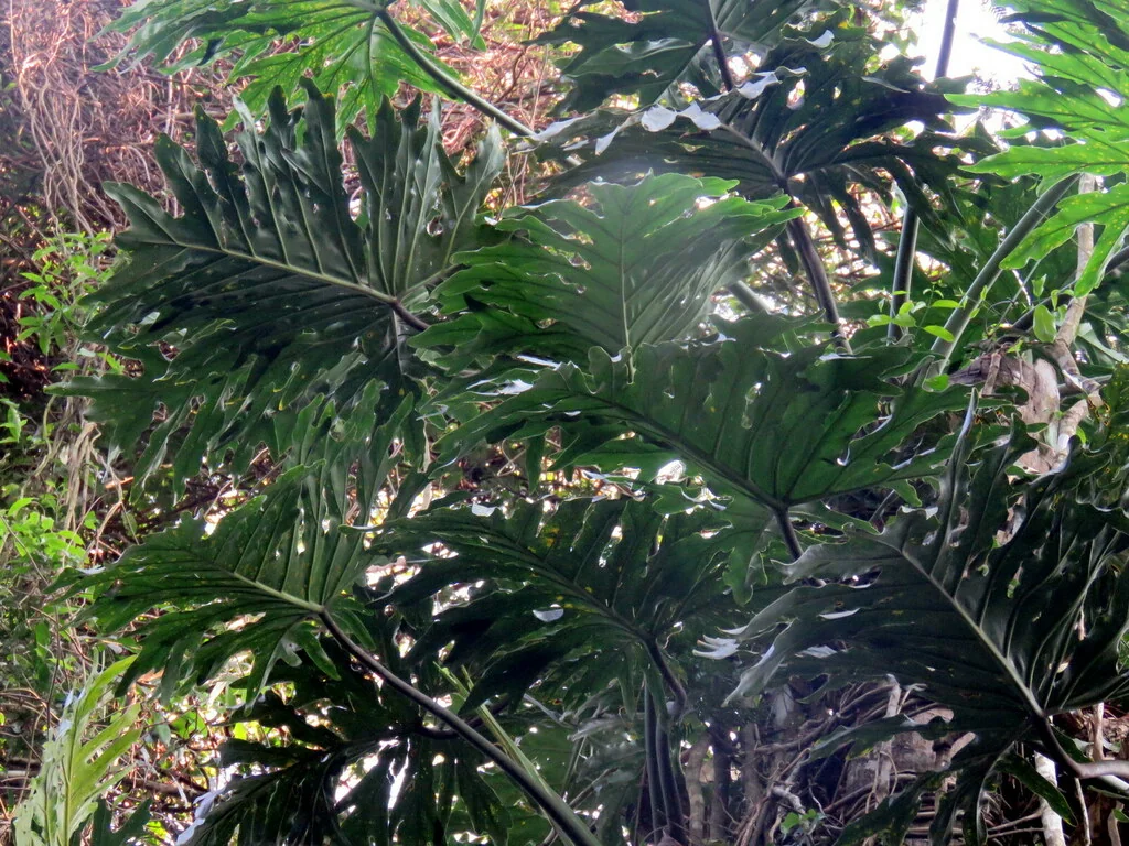Philodendron Bipinnatifidum