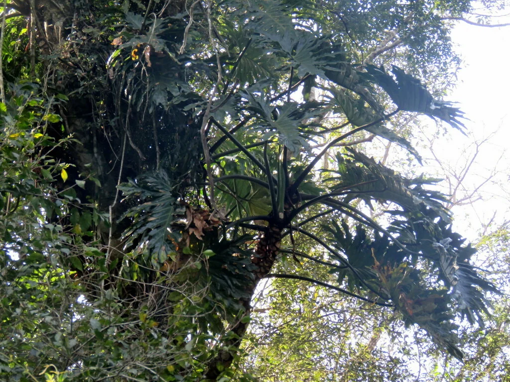 Philodendron Bipinnatifidum
