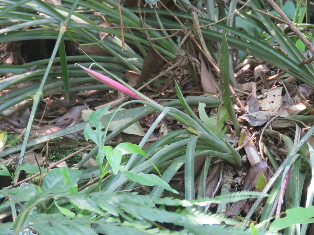 Billbergia Nutans