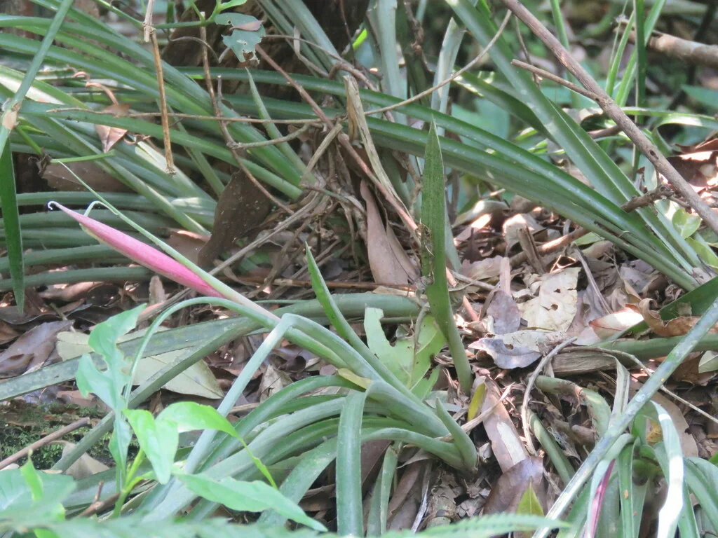 Billbergia Nutans