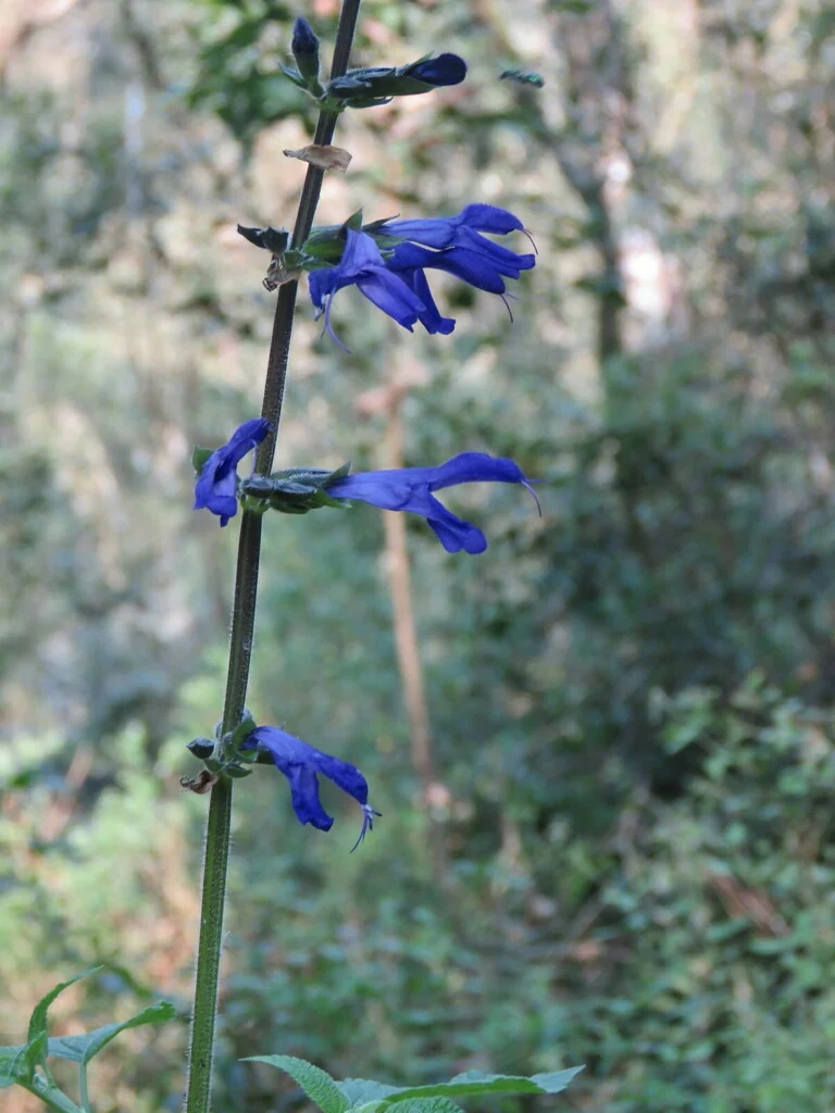 Salvia Guaranitica