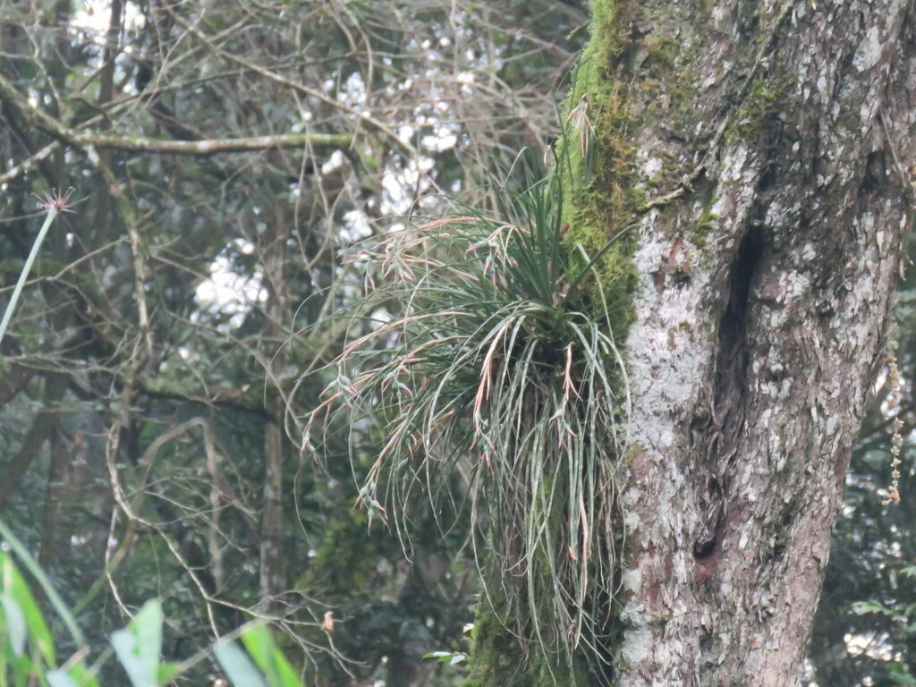 Billbergia Nutans