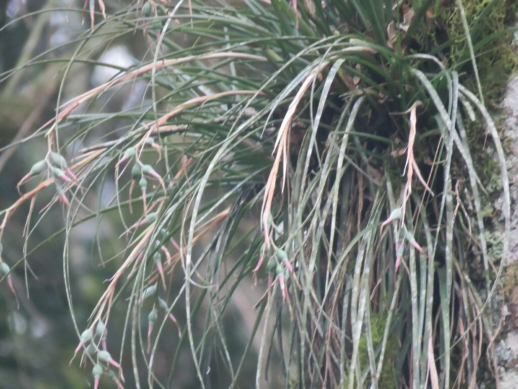 Billbergia Nutans
