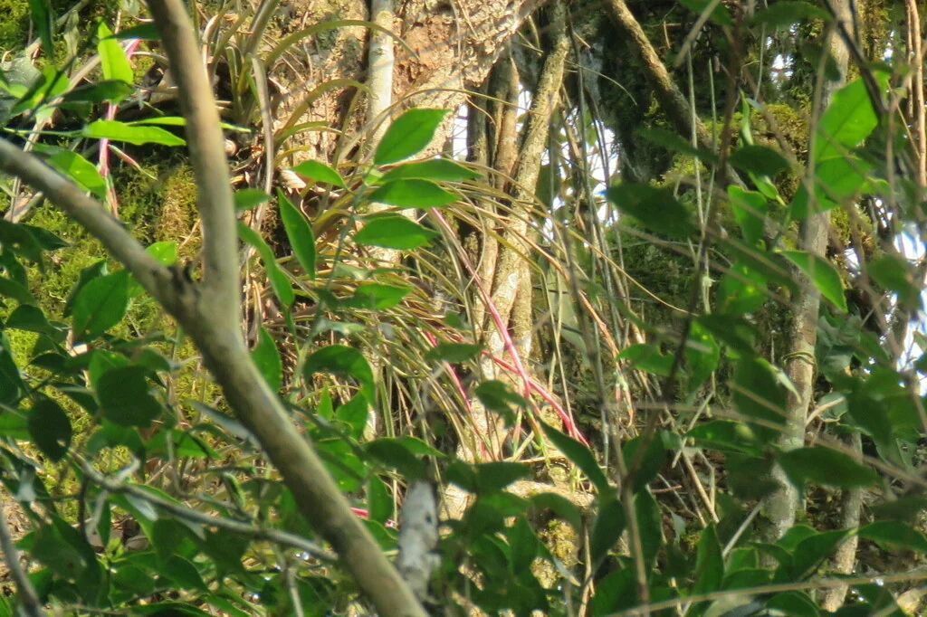 Billbergia Nutans