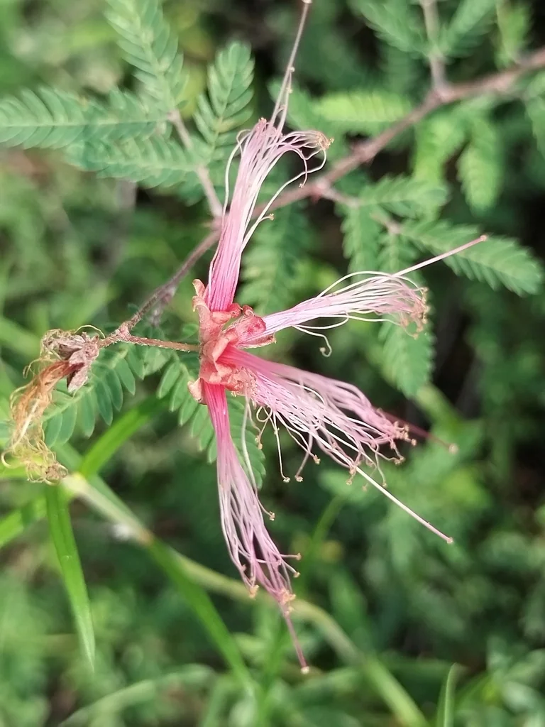 Calliandra Eriophylla