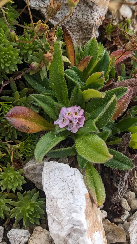Myosotis Alpestris