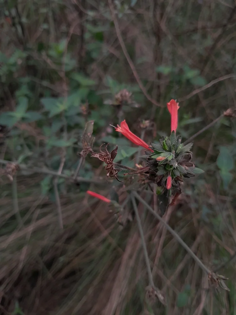 Dicliptera Suberecta