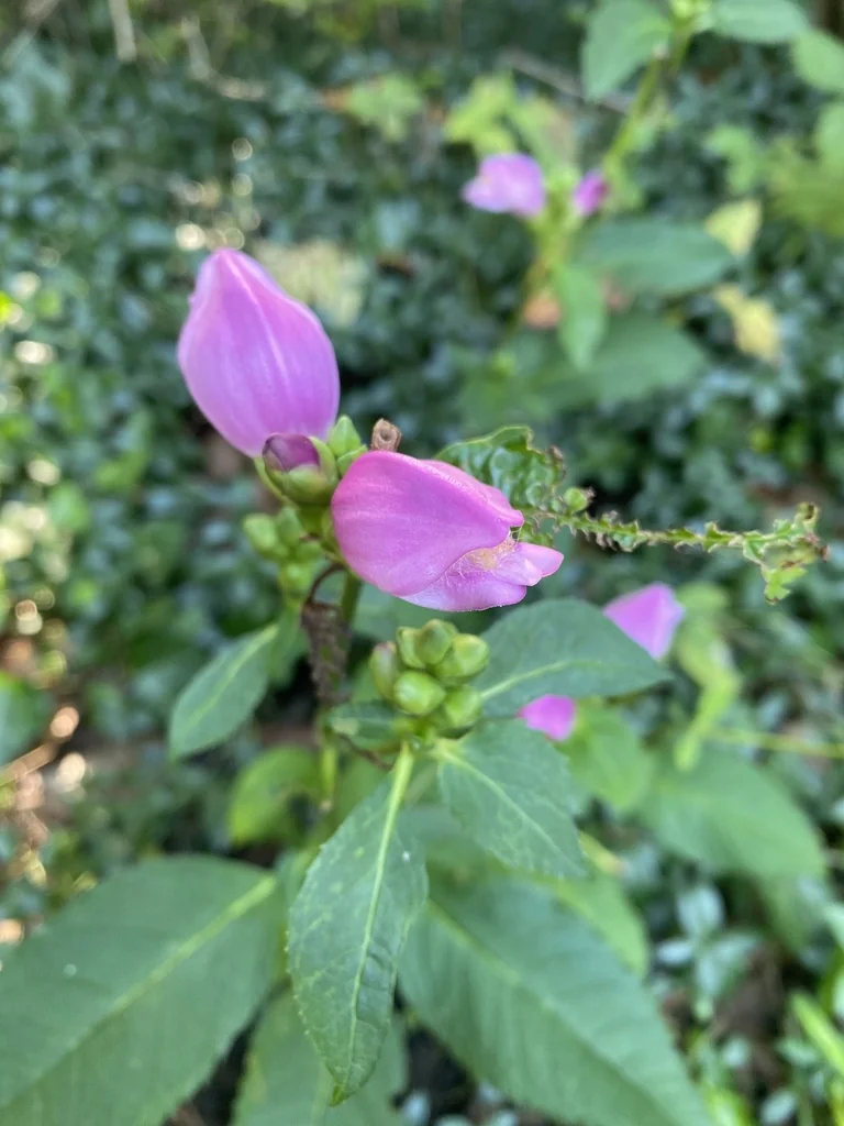 Chelone Lyonii