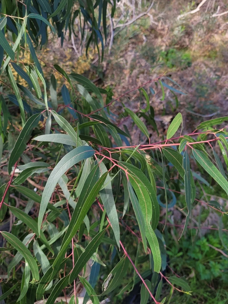 Eucalyptus Erythrocorys