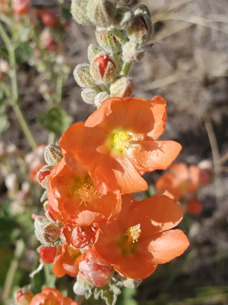 Sphaeralcea Munroana
